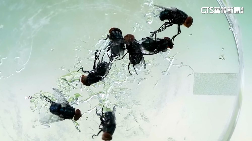 「新世界螺旋蠅」疫情逼近美墨邊境　德州發災難聲明